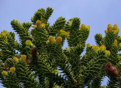 Araucaria araucana - کاج مطبق - فضای باز